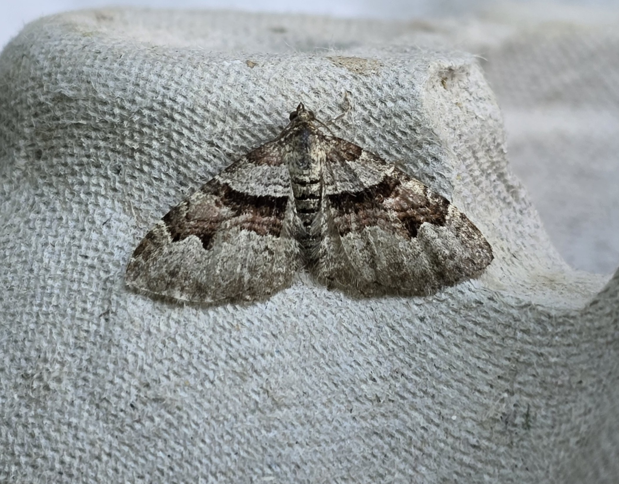 Photo of Flame Carpet (Xanthorhoe designata)